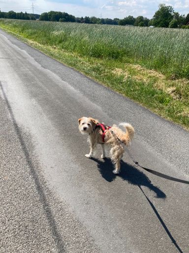 Dogwalking